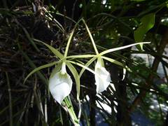 Brassavola tuberculata