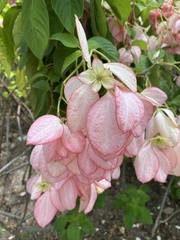 Mussaenda erythrophylla