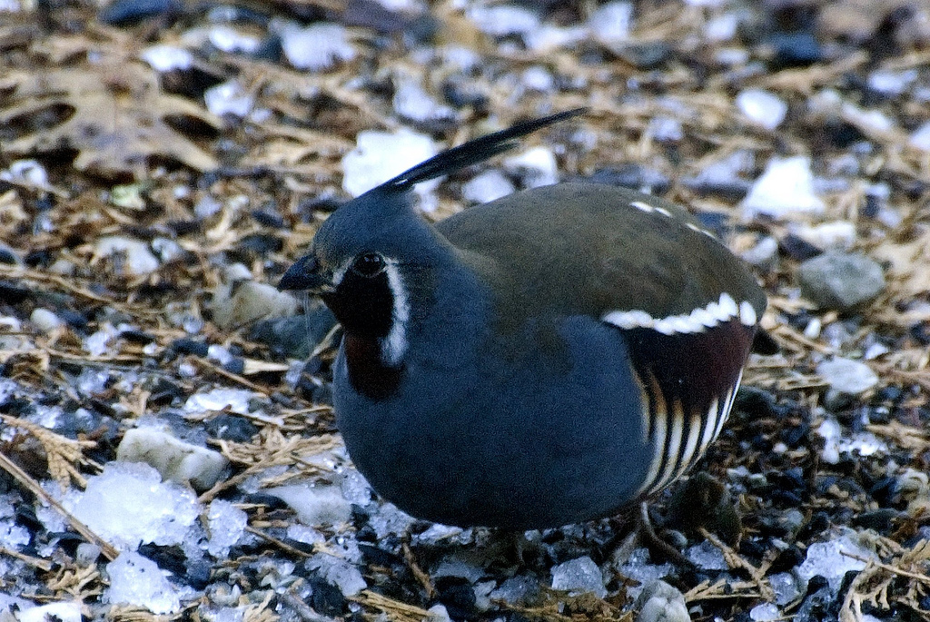 Mountain quails