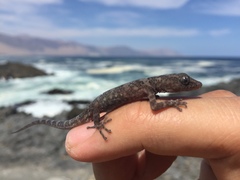 Phyllodactylus gerrhopygus