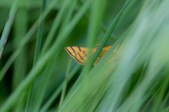 Idaea aureolaria
