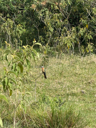 White-fronted Bee-eater (Merops bullockoides), photo 4