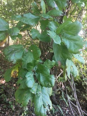 Quercus arkansana