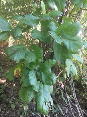 Quercus arkansana
