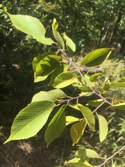 Ulmus serotina