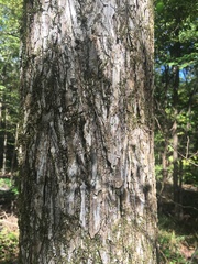 Ulmus serotina