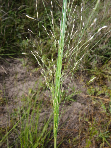 Australian Millet (Panicum decompositum)
