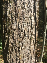 Ulmus serotina