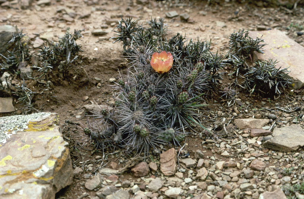 Airampoa orurensis