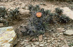 Airampoa orurensis