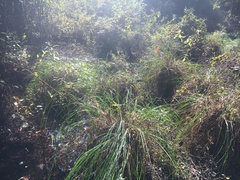 Carex decomposita