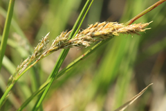 Carex appropinquata