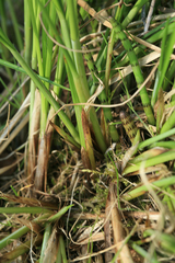 Carex appropinquata