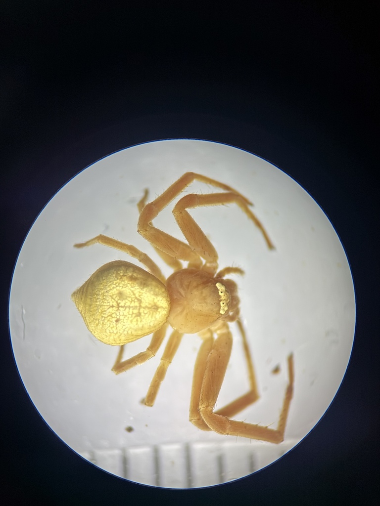 Misumenops candidoi