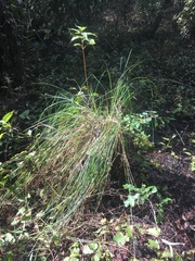 Carex decomposita