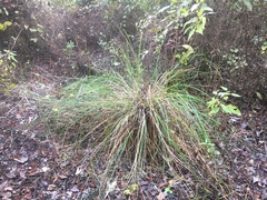 Carex decomposita