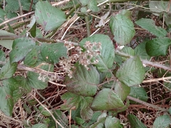 Rubus polyanthemus