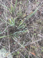 Paspalum bifidum