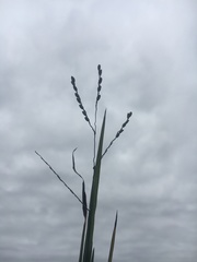 Paspalum bifidum