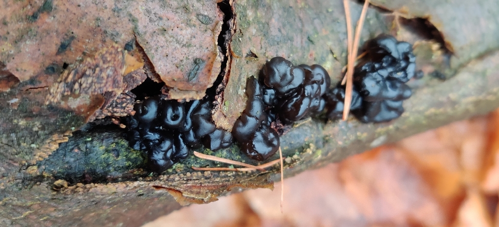 Exidia nigricans · February 2026 · photo: © jokerrr83 (iNaturalist, cc-by)