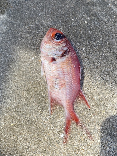 Myripristis jacobus