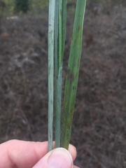 Paspalum bifidum