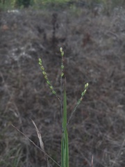 Paspalum bifidum