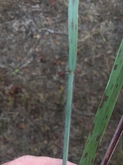 Paspalum bifidum