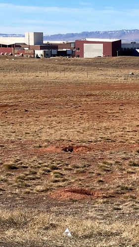 White-tailed Prairie Dog observed by heatherkm