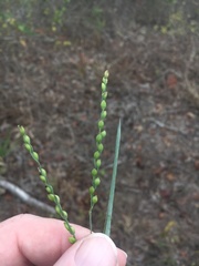 Paspalum bifidum