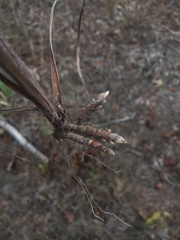 Paspalum bifidum