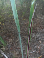 Paspalum bifidum