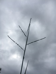 Paspalum bifidum