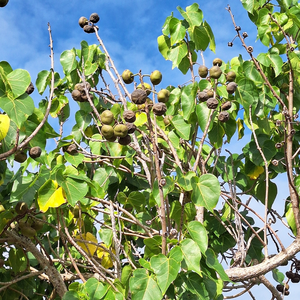 Peratia Tree Portia tree from Kamehameha Hwy + Opp Waihee Rd, Kahaluu, HI 96744, USA ...