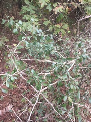 Crataegus brachyacantha