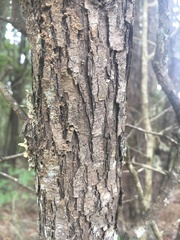 Crataegus brachyacantha