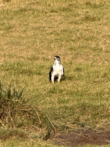 Augur Buzzard (Buteo augur), photo 2