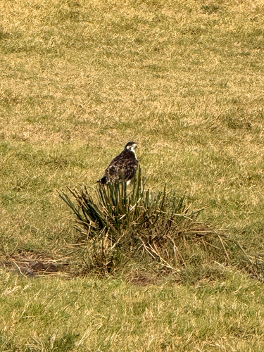 Augur Buzzard (Buteo augur), photo 3