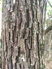 Crataegus brachyacantha