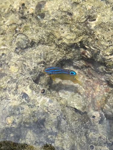 Stegastes variabilis