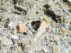 Euripus nyctelius