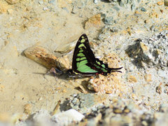 Graphium cloanthus