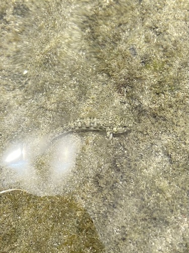 Bathygobius geminatus