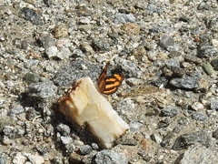 Pantoporia