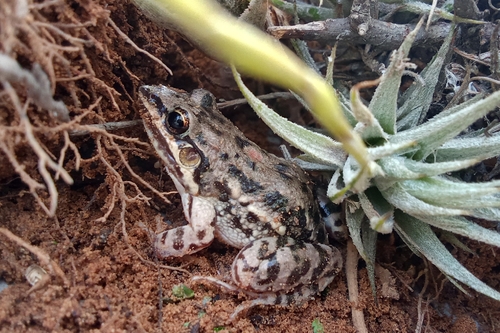 Caatinga White-lipped Frog