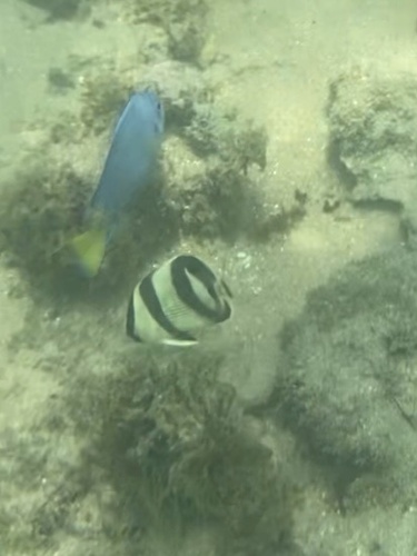 Chaetodon striatus