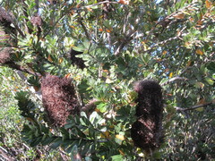 Banksia praemorsa