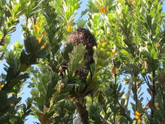 Banksia praemorsa