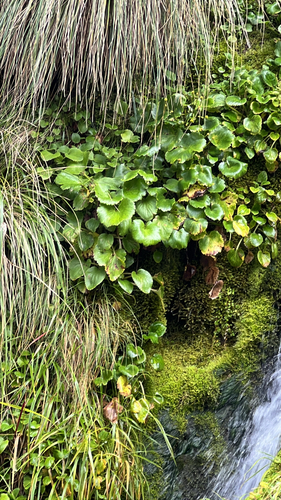 Korikori (Ranunculus insignis)