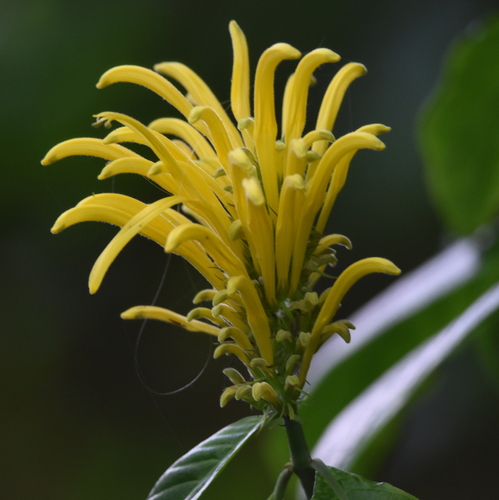 Justicia aurea observed 2026-01-07